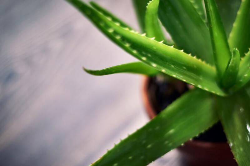 Características botánicas del aloe vera Características botánicas del aloe vera
